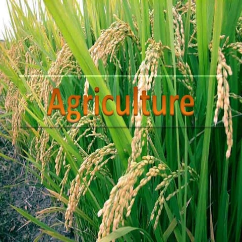 AGRICULTURE