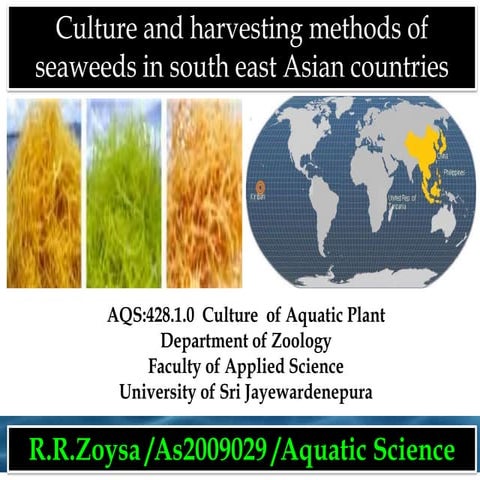 sea weed farming south east asia