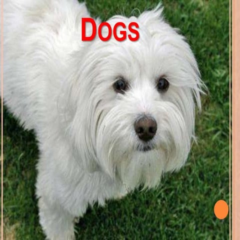 Presentation on Dogs | PPTX