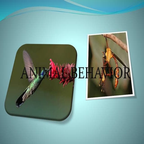 animal behavior