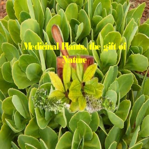 Medicinal plants, the gift of Nature