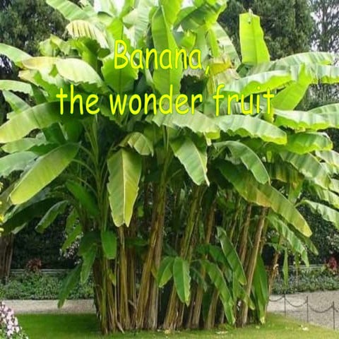 Banana, the wonder fruit