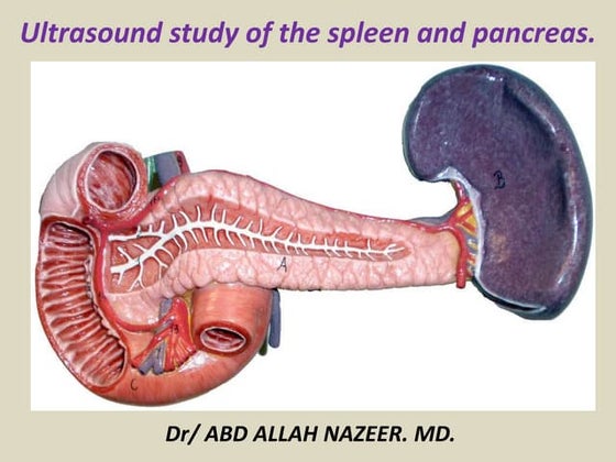Pancreas Anatomy Ultrasound