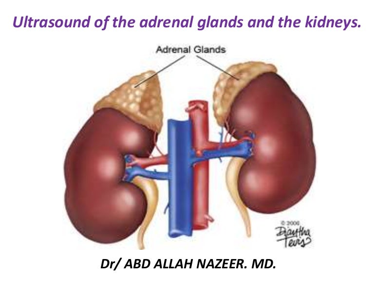 Presentation1.pptx, ultrasound examination of the adrenal glands and