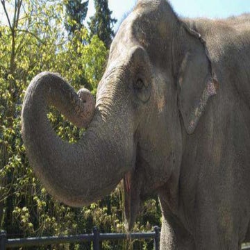Oregon Zoo Elephant Lands