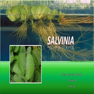 Salvinia 