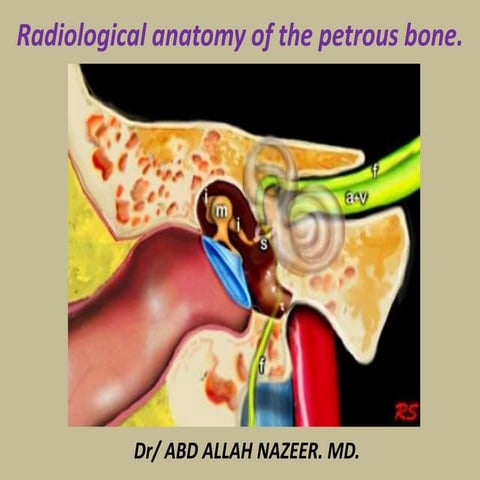 Presentation1.pptx, radiological anatomy of the petrous bone.