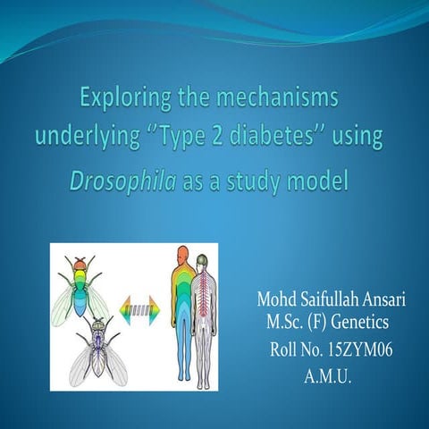 Exploring ‘’Type 2 diabetes’’ using Drosophila as a study model By MOHD SAIFULLAH ANSARI 