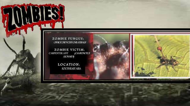 Presentation1