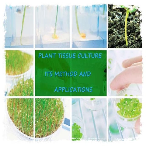 Plant tissue culture,its methods, advantages,disadvantages and applications.