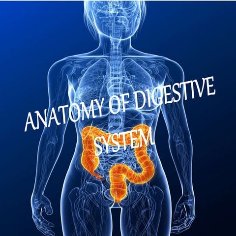 Station 20 digestive system | PDF