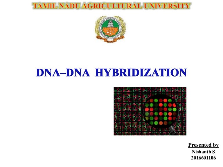 DNADNA Hybridisation