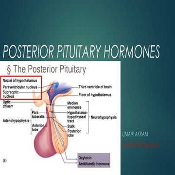 Posterior Pituitary