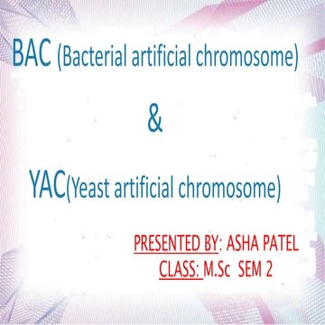 bacterial artificial chromosome & yeast artificial chromosome