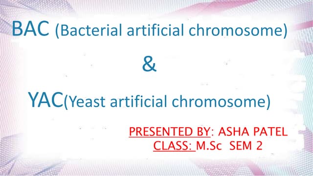 bacterial artificial chromosome & yeast artificial chromosome