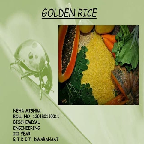 GOLDEN RICE; The genetically modified crop in India