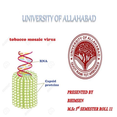 tobacco mosaic virus