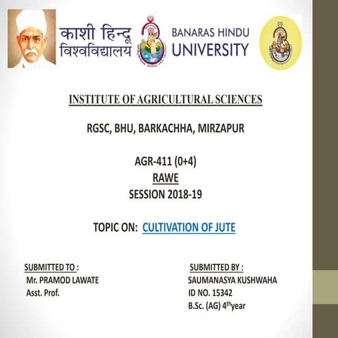cultivtion of jute