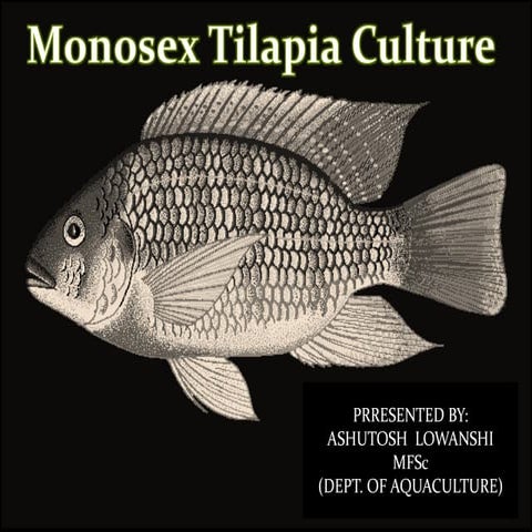 Presentation1.pptx tilapia