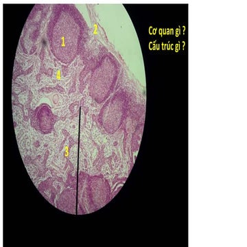 mô phôi thực hành | PPTX