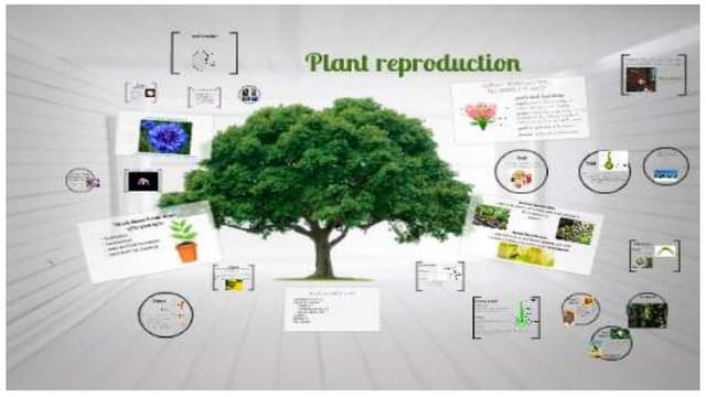 Plant reproduction