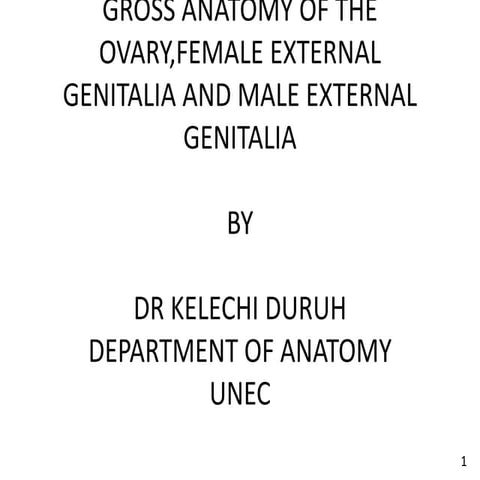 Detailed Anatomy and Functions of the Human Penis Explained | PPTX