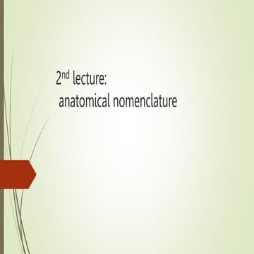 anatomical nomenclature