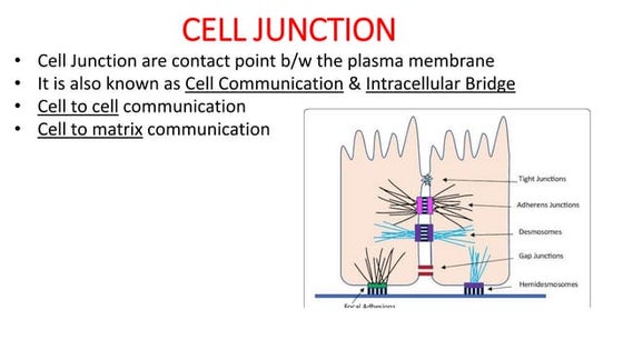 Class 11th Ncert Cbse Neet BIOLOGY CELL CYCLE AND CELL DIVISION.pdf