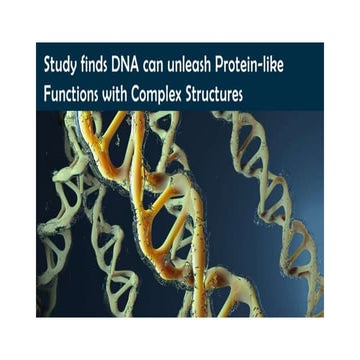 Study finds DNA can unleash Protein-like Functions with Complex ...
