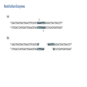Présentation1 sur les enzymes de restriction.pptx