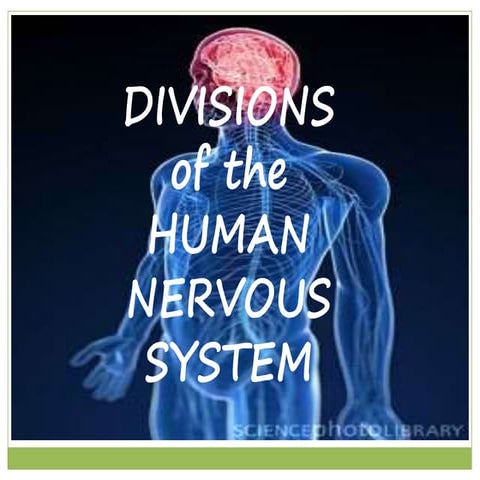 Divisions of the Human Nervous System