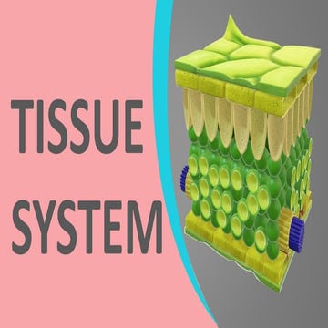 Tissue System in plant