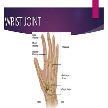 Wrist Joint