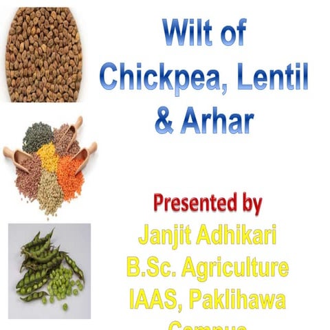 Wilt of Chickpea, Lentil and Arhar