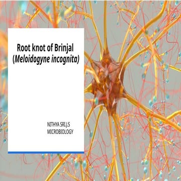 Nematode : Root knot of brinjal ( Meloidogyne incognita)