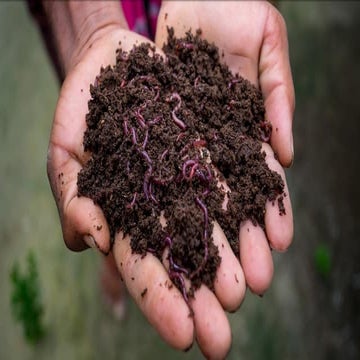 Vermicomposting and its uses in substantial agriculture