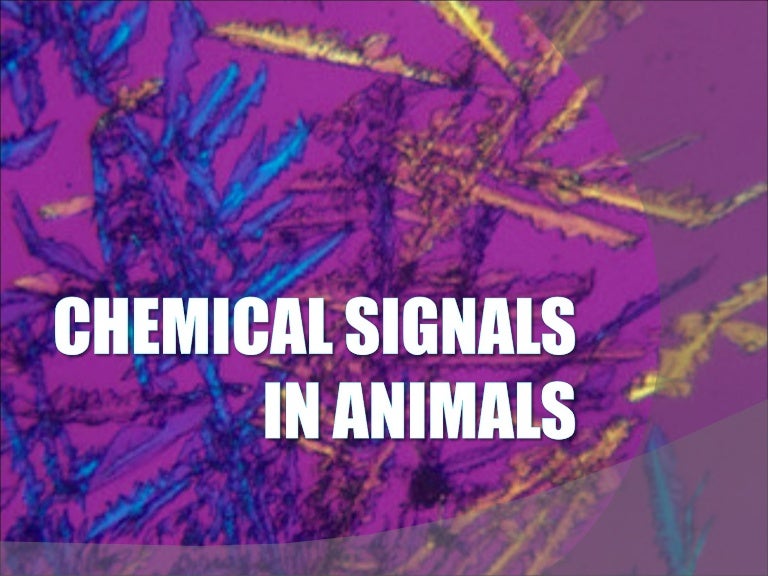 Presentation 19 Chemical Signals In Animals