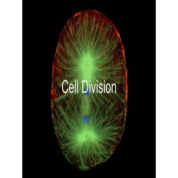 CELL DIVISION