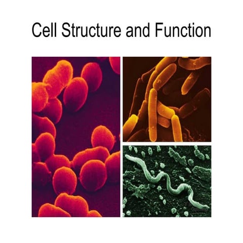 Presentation 1 cell structure and function