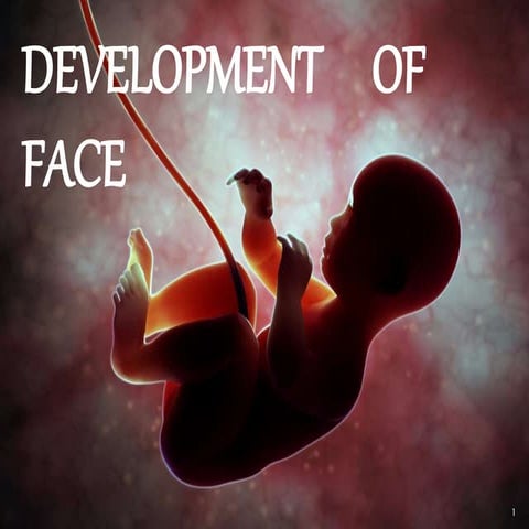 Development of face