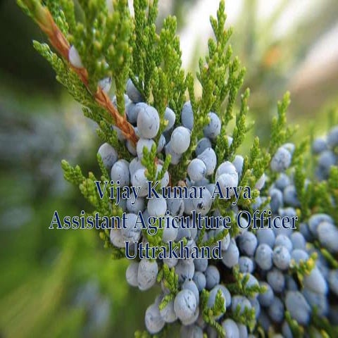  Gmnosperm Introduction 