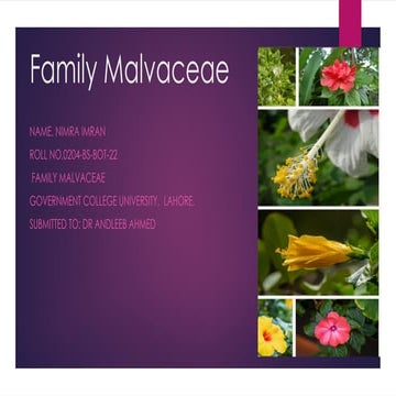 Family Malvaceae in Plants Systemeatics.