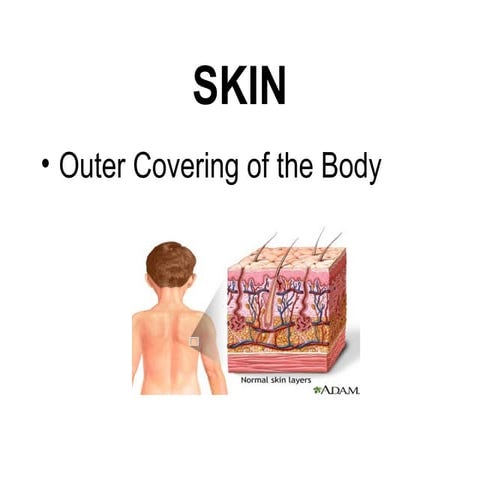Presentation1 Skin