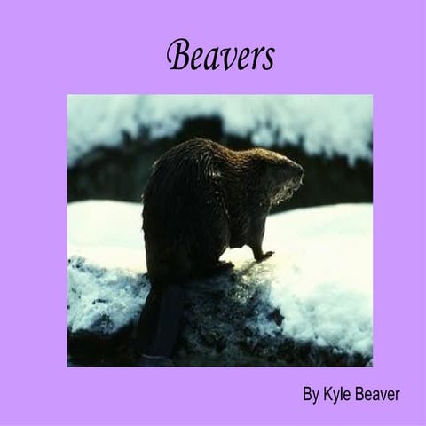 Beavers
