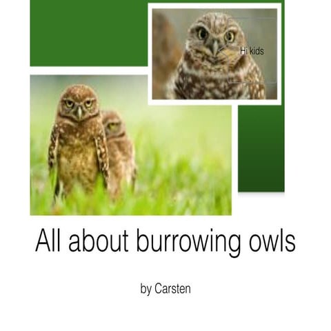 All About Burrowing Owls by Carsten