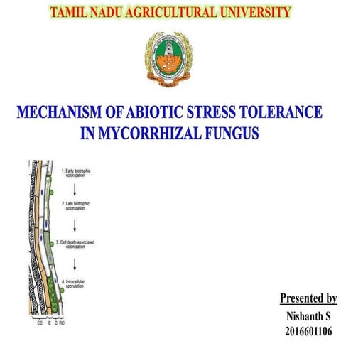 Mechanism of Abiotic Stress by Arbuscular Mycorrhizae
