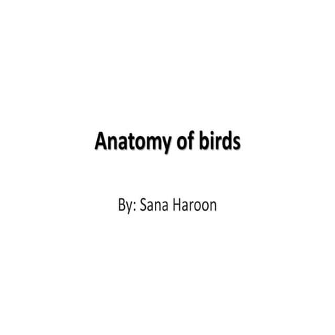 Anatomy of Birds