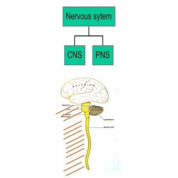 Nervous system 