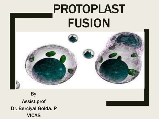 Protoplast isolation,culture & fusion | PPTX