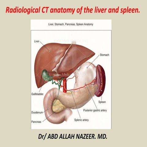 Presentation2, radiological anatomy of the liver and spleen.